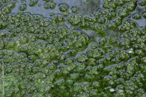 Close-up shot of a freshwater pool surface covered in thick, vibrant green moss and delicate aquatic plants, featuring natural textures and soft water ripples in a serene outdoor setting.