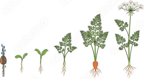 Carrot plant life cycle stages from seed germination to maturity and flowering, educational botanical illustration for agriculture, biology, gardening, and farming concepts