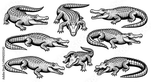 Vintage Engraving Style Alligators and Crocodiles Collection.