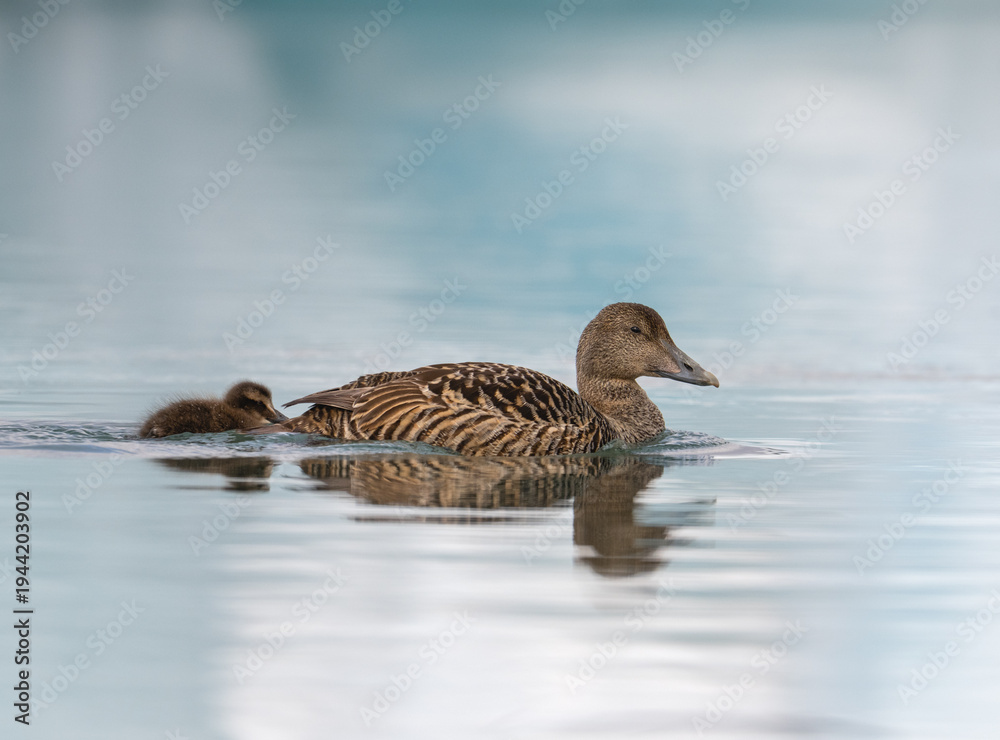 Fototapeta premium Female Common Eider Swimming with Duckling on Icy Water