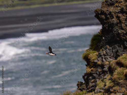 Photography Atlantic Puffin Flying Along Rocky Cliff Over Ocean
