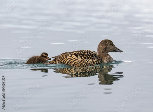 Fotografie Female Eider Duck with Duckling Swimming in Calm Waters