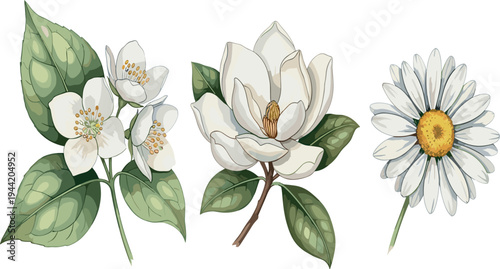 Botanical White Flowers Vector Set with Magnolia, Jasmine and Daisy Elegant Floral Illustration for Garden, Wedding and Nature Design