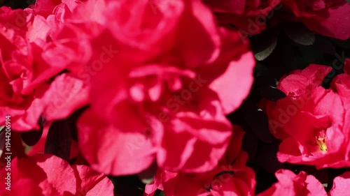 Red Pink Azalea Blossoms in Motion – Cinematic Spring Garden Video