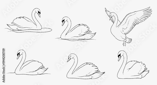 Collection of Swan Illustrations in Various Poses.