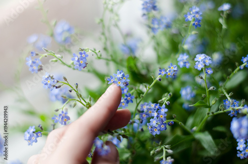 Beautiful blooming Myosotis (forget-me-not) flowers with soft bokeh background.