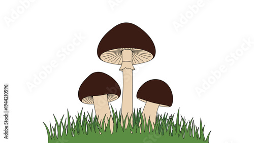Three large brown forest mushrooms growing together in a patch of green grass isolated on a white background for nature design.