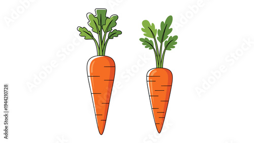 Illustration of two vibrant orange carrots with long green leafy stems standing vertically on a white background for nutrition.