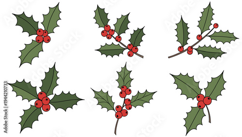 Several types of holly sprigs featuring bright red berries and dark green leaves arranged on a plain white background.