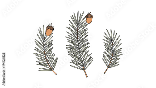 Three sprigs of pine needles with brown acorns attached arranged vertically on a plain white background for winter.