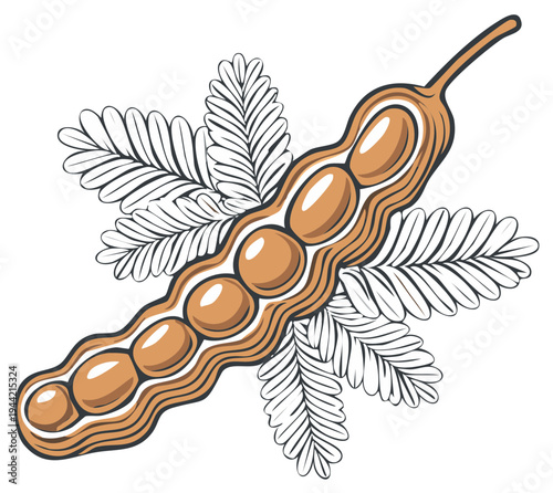 Tamarind pod illustration with leaves, showcasing seeds inside, a botanical drawing of a tropical fruit used in various cuisines.