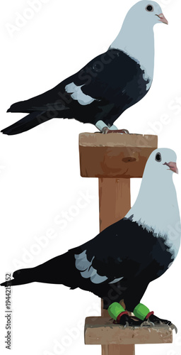 Two black and white pigeons perched on wooden stands, isolated, pigeon, dove, bird, animal