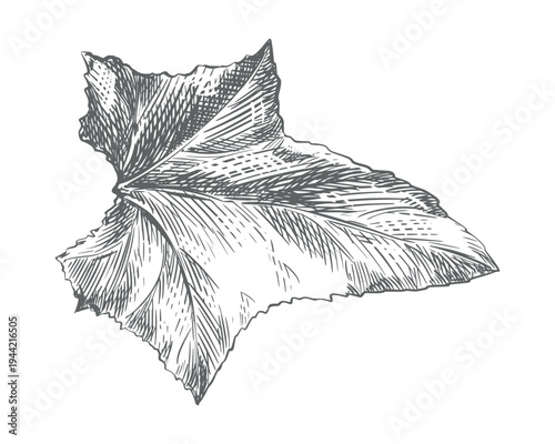 Cucumber leaf sketch. Vector illustration of this leafy vegetable. Engraving. Hand-drawn, imitating etching. Line drawing with ink.