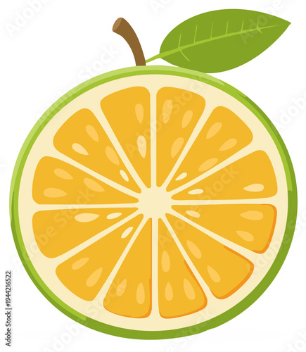 Vector illustration of a sliced green citrus fruit with orange pulp and a leaf