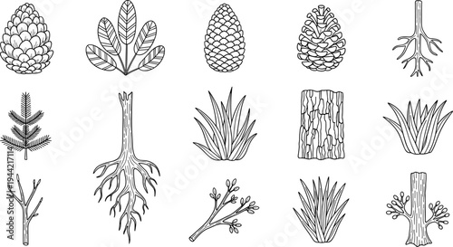 Collection of hand-drawn botanical elements including pine cones, leaves, roots, and bark