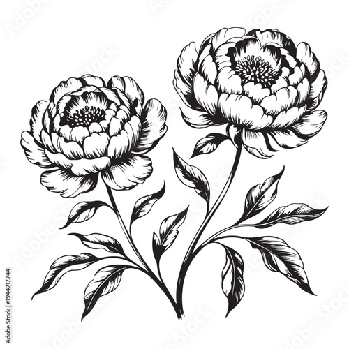 Intricate floral illustration of two peonies with detailed shading silhouette