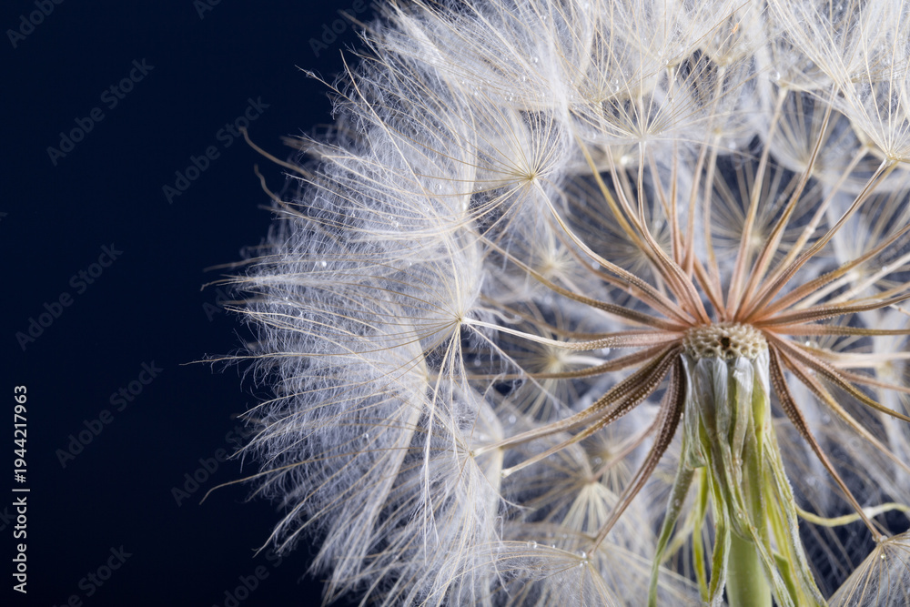 Fototapeta premium Dandelion seed isolated on a black