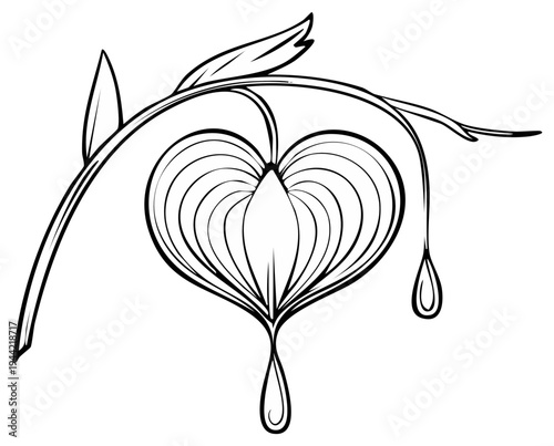 Delicate illustration of a bleeding heart flower with trailing drops on a thin stem