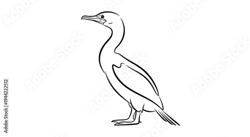 Line drawing of a cormorant bird on a white background vector illustration