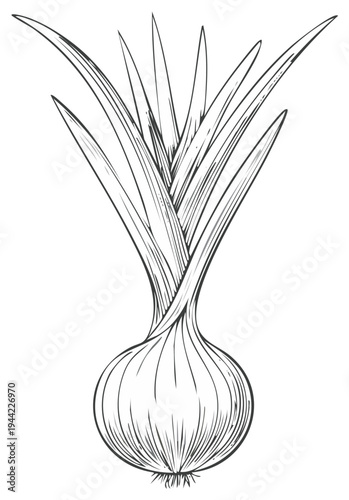Fresh onion with green sprouts hand drawn sketch with artistic line art style
