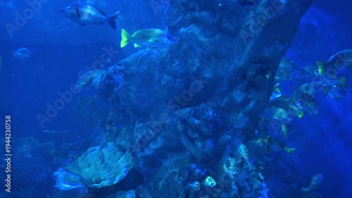 サンゴ礁と美しい魚たち。海の水中生物や熱帯魚