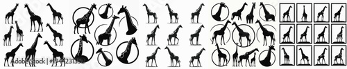 Vector set image silhouette of giraffe