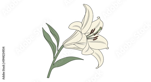 Beautiful White Lily Flower Closeup.
