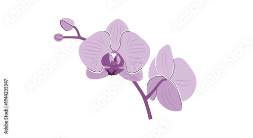 Purple Orchid Flower Closeup View.