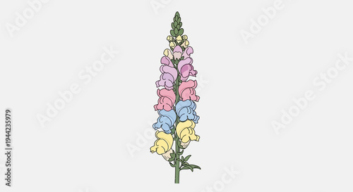 Colorful Delphinium Flower in Bloom.