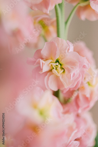 Close-up of delicate pink Stock flowers (Matthiola incana) with soft focus background.