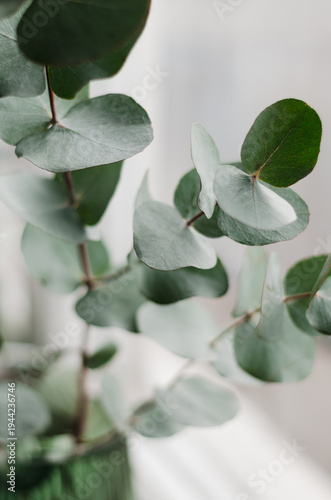 Macro shot of fresh green eucalyptus leaves with a blurred background.