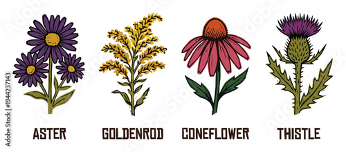 Wildflower botanical identification set with aster goldenrod coneflower and thistle