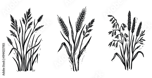 Black ink sketch of grain stalks and wild grass bundle on transparent background
