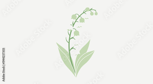 Lily of the valley green plant.