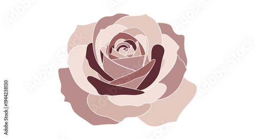 Beautiful Pink Rose Flower Closeup.