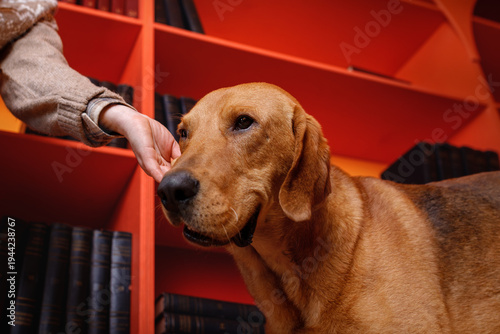 person’s hand gently stroking a brown dog in a vibrant orange library. Close-up of a loyal pet with bookshelves in the background. Cozy home interior and pet care concept