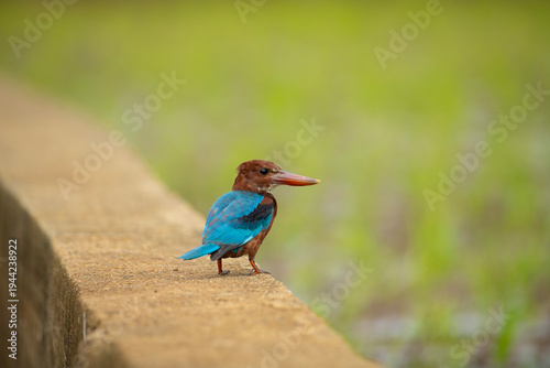 Canvastavla White-throated kingfisher (Halcyon smyrnensis) also known as the White-breasted