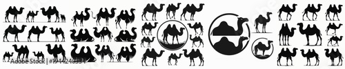 Vector set image silhouette of camel