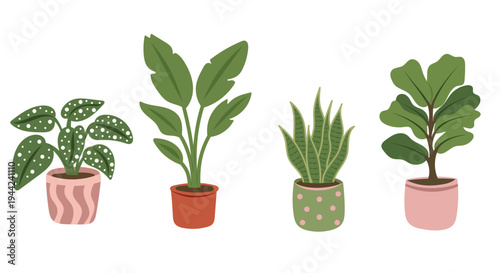 Potted houseplant collection with monstera, succulent and decorative foliage