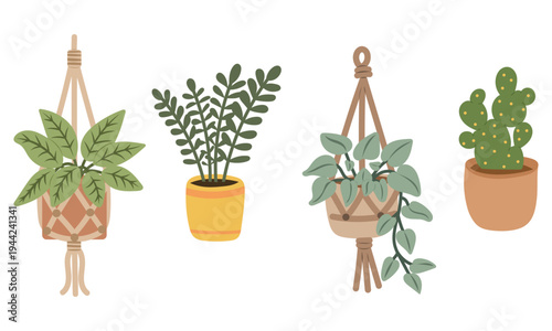 Indoor houseplant set with monstera, succulent and hanging ivy pot
