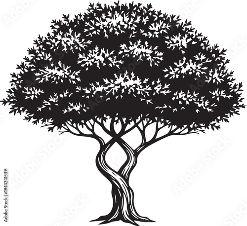 Dense Thorny Hawthorn Shrub Tree Silhouettes with Twisted Multi Stem Trunk