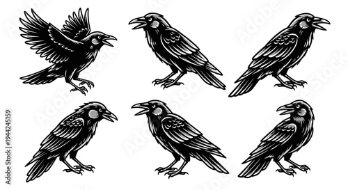 Collection of detailed raven illustrations in various poses.