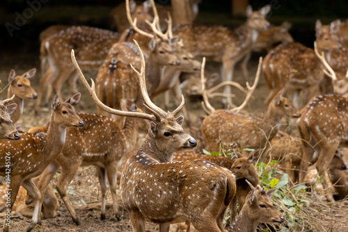 A large heard of spotted deer bunched up together at one place in a jungle.