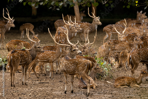 A large heard of spotted deer bunched up together at one place in a jungle.