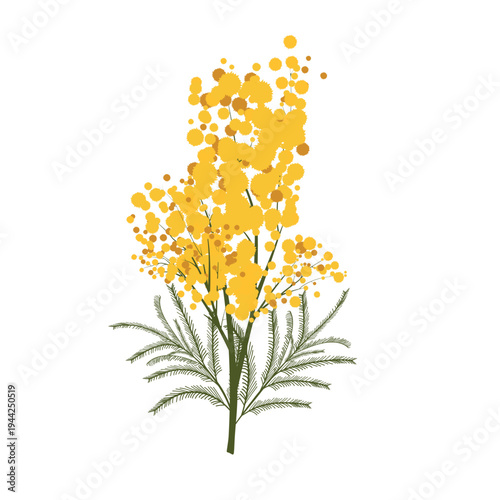 Illustration on a transparent background. Mimosa branch.