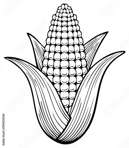 Illustrated ear of corn with leaves, botanical line art drawing