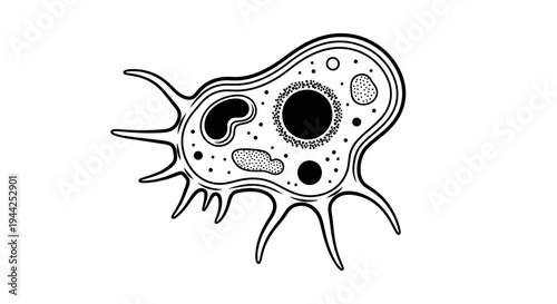 Amoeba cell structure illustration.