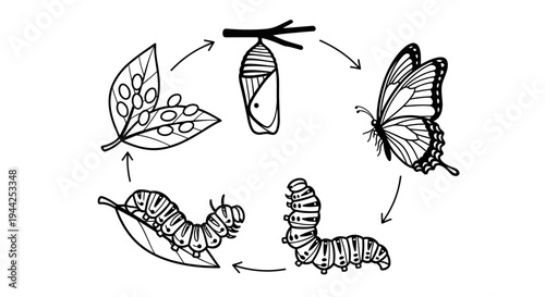 Butterfly Life Cycle Stages Metamorphosis.