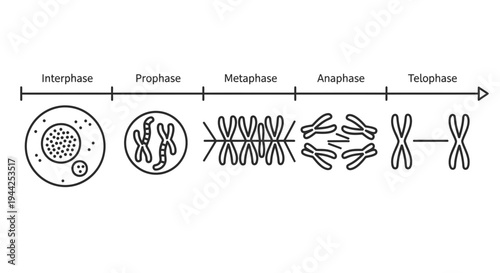 Chromosomes in various cell division stages.