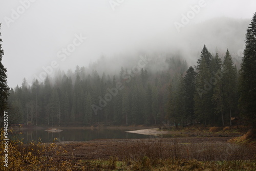 Foggy Forest Road in the Mountains